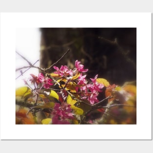 red Malus 'Radiant' crab apple blossoms #9 Posters and Art